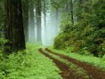 /album/fotogaleria-terminos-y-condiciones/forest-jpg/